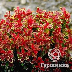 Адмирейшн-3