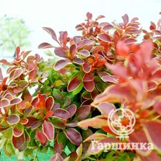 Адмирейшн-4