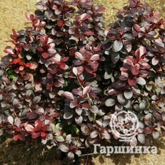 Дартс Ред Леди-1