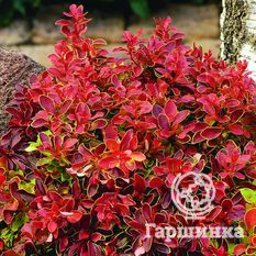 Адмирейшн-1