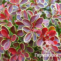 Адмирейшн-2