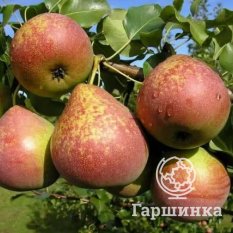 Груша Мраморная-1