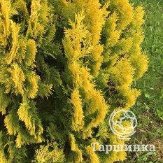 Еллоу Риббон-4