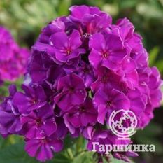 Флокс метельчатый Роберта (Roberta)-1