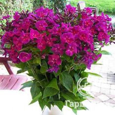 Флокс метельчатый Роберта (Roberta)-2