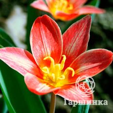 Тюльпан Шекспир-2