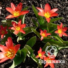 Тюльпан Шекспир-3