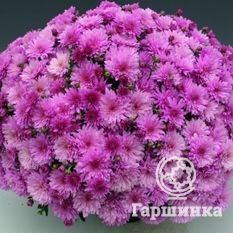 Хризантема Мультифлора Бранперфест Пурпл (Branperfect Purple)-1