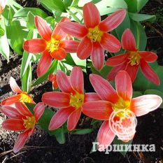 Тюльпан Шекспир-1