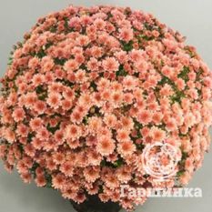 Хризантема Мультифлора Бранпетит Салмон (Branpetit Salmon)-1