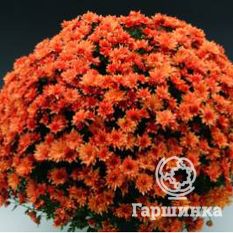 Хризантема Мультифлора Бранклоуд Бронз (Brancloud Bronze)-1