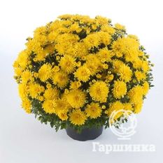 Хризантема Мультифлора Бранкин Санни (Branking Sunny)-1