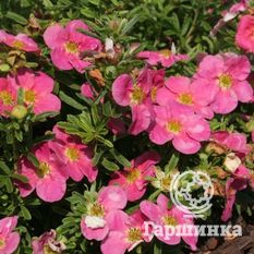 Белиссима-2