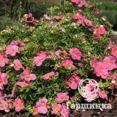 Белиссима-3