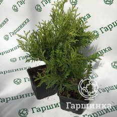 Еллоу Риббон-3