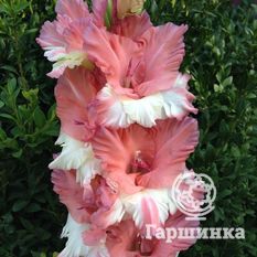 Гладиолус Портрет незнакомки-1