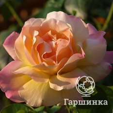 Роза Глория Дэй-1