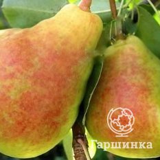 Груша Московская ранняя-1