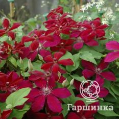 Вестерплатте-1