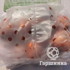 Тюльпан Литл Герл -2