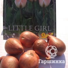 Тюльпан Литл Герл -3