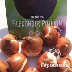 Тюльпан Александр Пушкин-4
