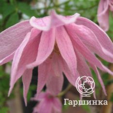 Кантри Роуз-2