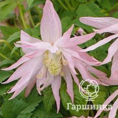 Кантри Роуз-3