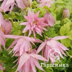 Кантри Роуз-4