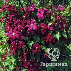 Вестерплатте-4