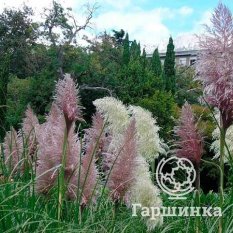 Пампасная трава (Кортадерия) Пумила-4