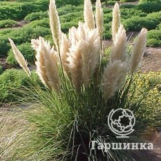 Пампасная трава (Кортадерия) Пумила-3