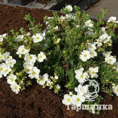 Белла Бланка-1