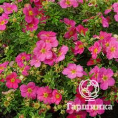 Белиссима-1