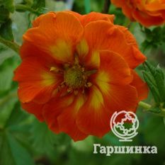 Вильям Роллиссон-1