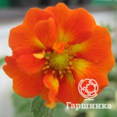 Вильям Роллиссон-2