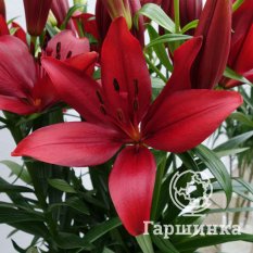 Корлеоне (Corleone)-1