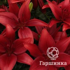 Корлеоне (Corleone)-2