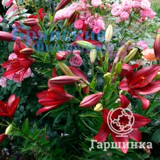 Корлеоне (Corleone)-3