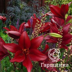 Корлеоне (Corleone)-4