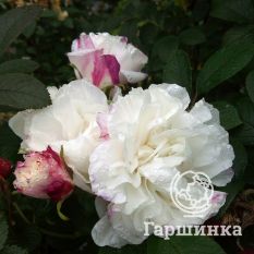 Роза Луиза Багнет канадская парковая-4