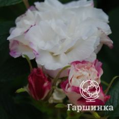 Роза Луиза Багнет канадская парковая-3