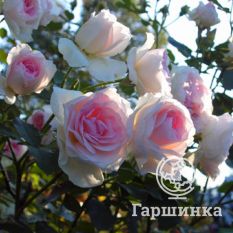 Роза Морден Блаш канадская парковая-2