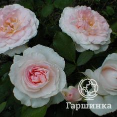 Роза Морден Блаш канадская парковая-4