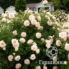 Роза Морден Блаш канадская парковая-3