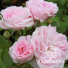 Роза Морден Блаш канадская парковая-1