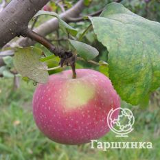 Осенняя радость-1