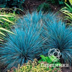 Овсяница сизая-1