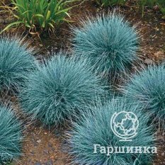 Овсяница сизая-2