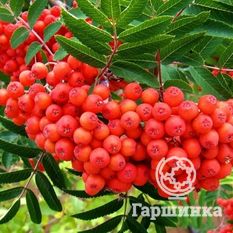 Невежинская-1